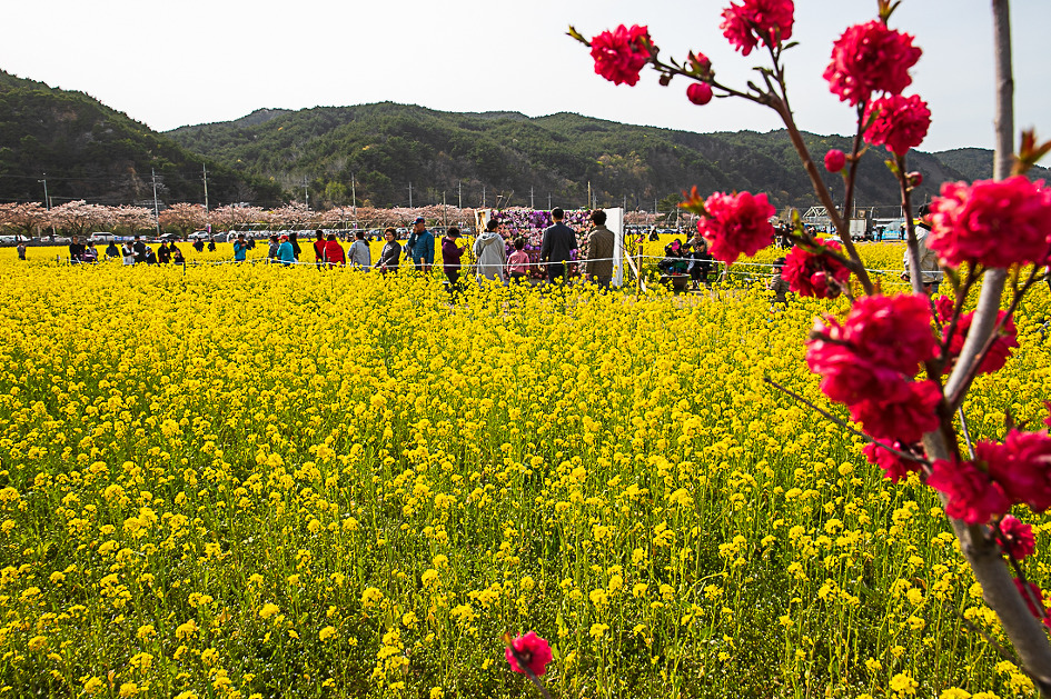 유채꽃축제