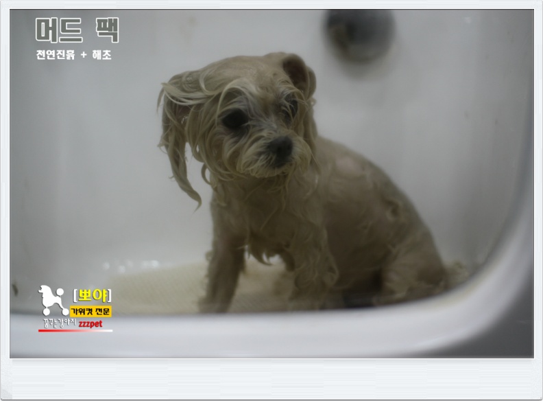 대전 강아지 머드팩 / 애견미용 / 허브팩마사지, 애견미용잘하는곳!