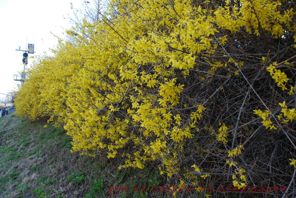 2019. 불광천 벚꽃축제(4월 5일~4월 6일까지 이틀간)