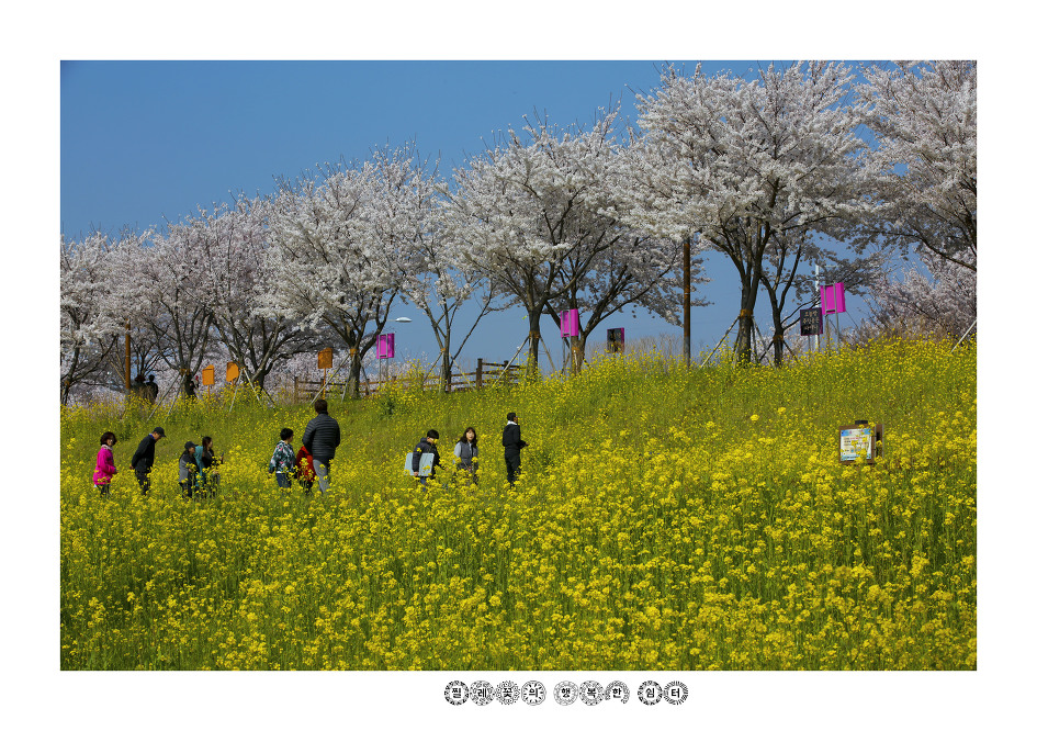 제5회 강서 낙동강 30리 벚꽃 축제