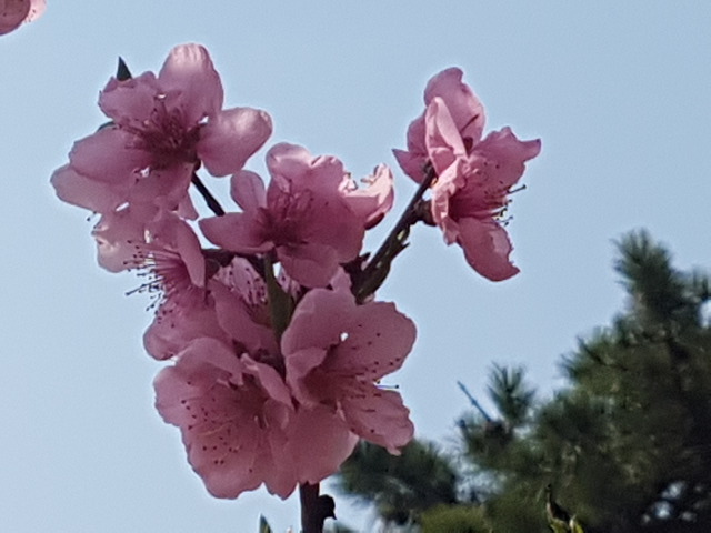 복사꽃 이미지