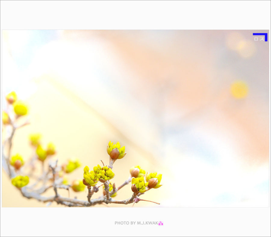 산수유꽃
