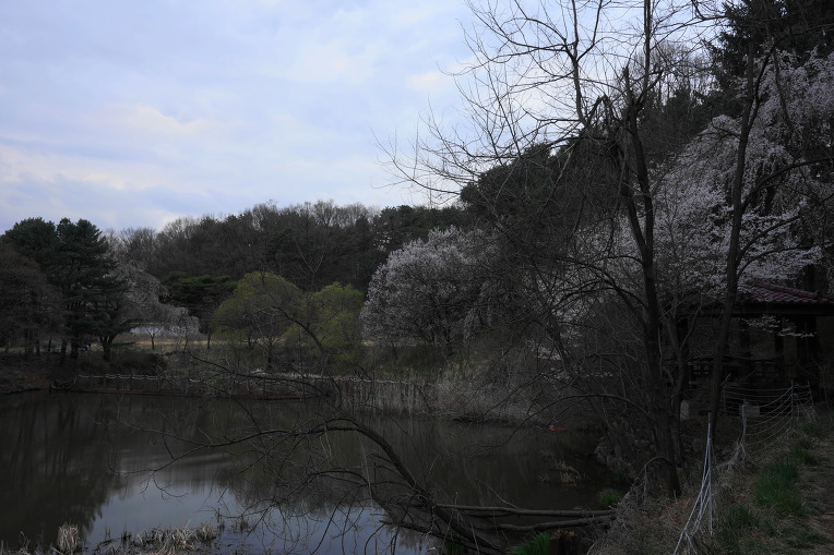 비룡지. 구(舊)경찰대학교. 용인시(龍仁市)