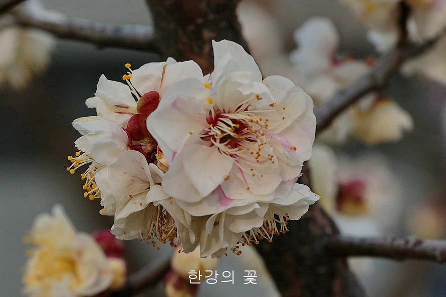 만첩백매화