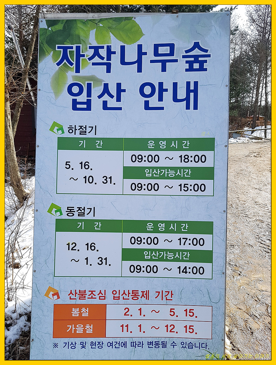 자작나무 숲, 다녀왔습니다.