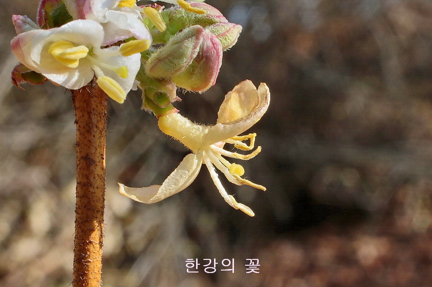 길마가지나무