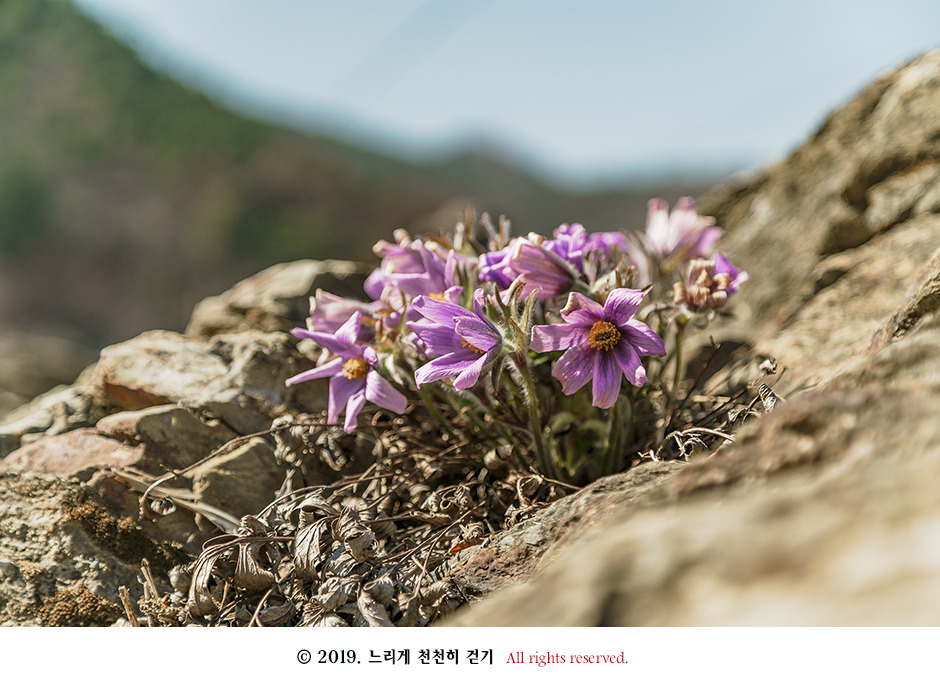 동강 생태체험관 앞 너른 바위에 피어있는 동강할미꽃