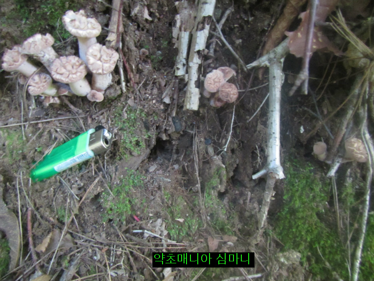 저수령 넘어 백두대간 9월10일 산행기.두번째 능이버섯 보다.