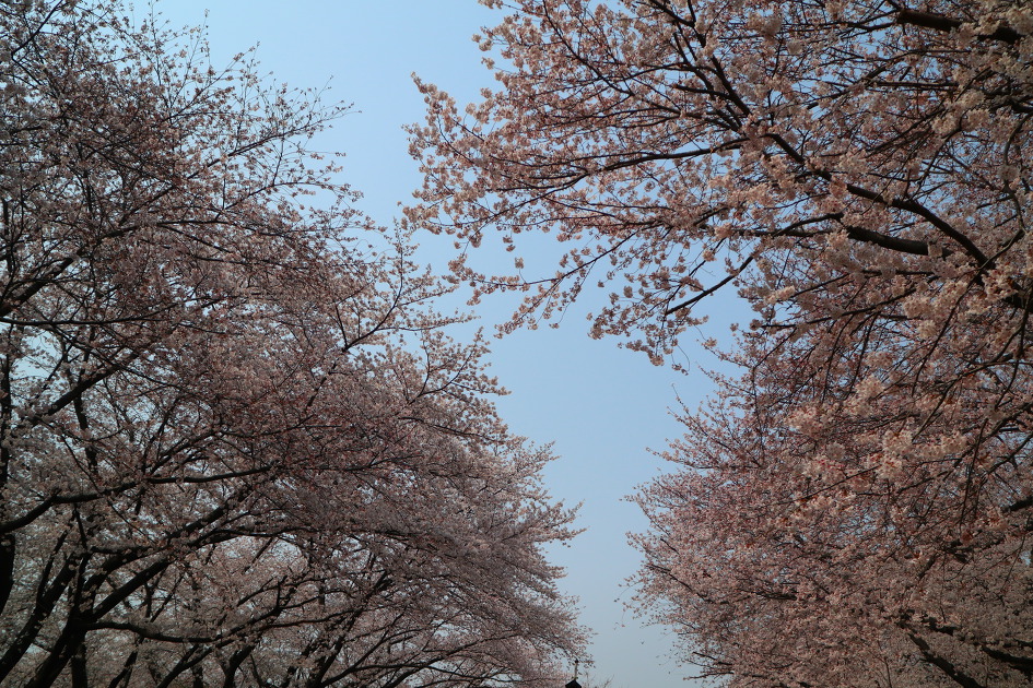 진해벚꽃명소인 경화역
