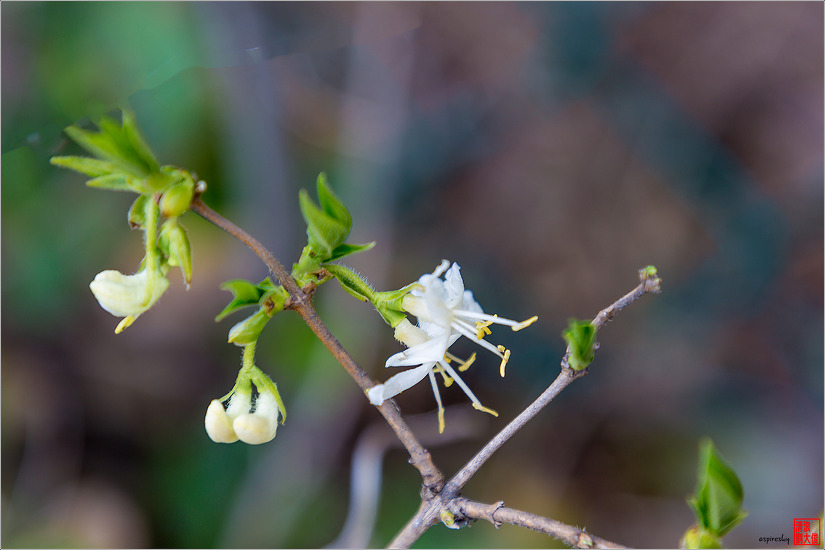 길마가지나무 外(2017.04.07 서산지역)