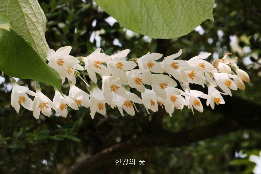 쪽동백나무