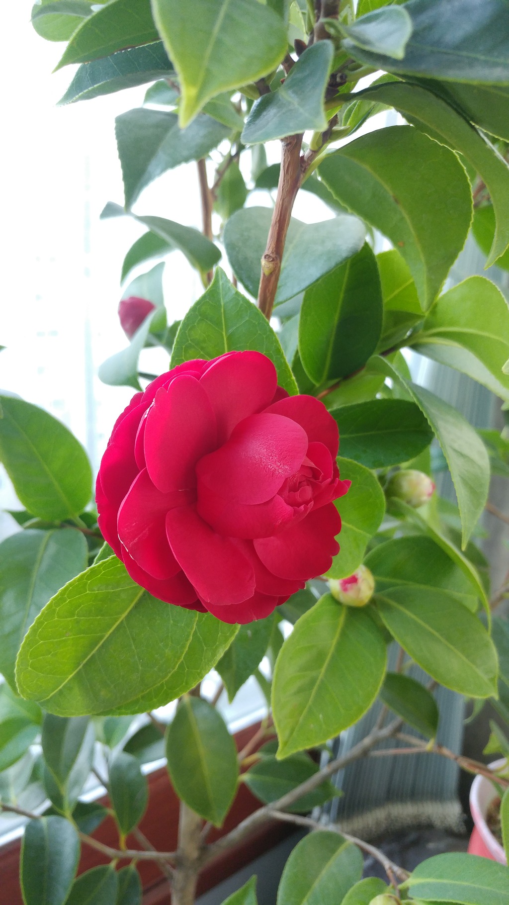 봄을 알리는 동백꽃 