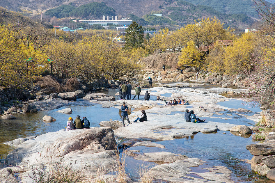 구례 산수유