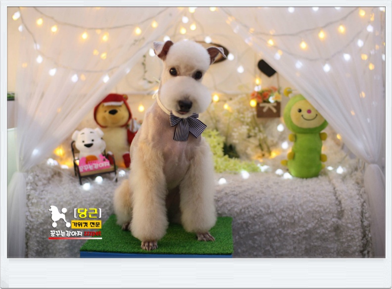 레이크랜드 테리어[Lakeland Terrier] 미용/ 대전애견미용 /꿈꾸는강아지
