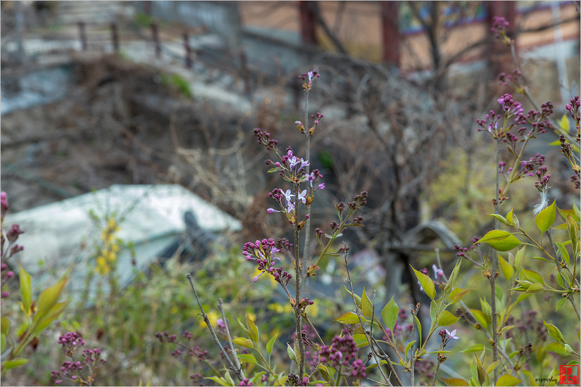 2019.04.09 인왕산 개나리길을 걷다
