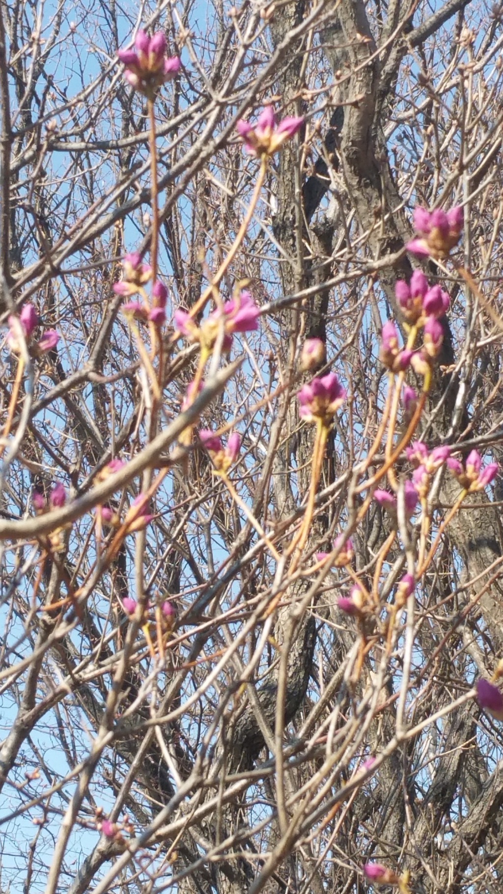2019. 4. 4(목) 목요산행 호암산성