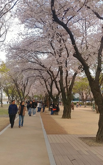 벚꽃이 흐드러진 동촌 유원지...