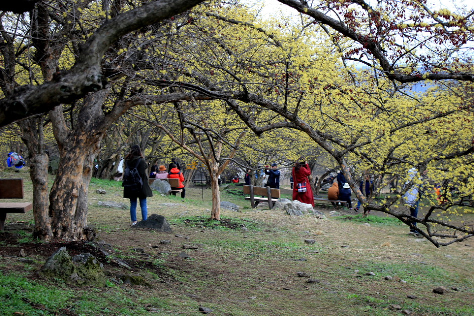 이천 원적산 산수유 산행 (2019.3.31)