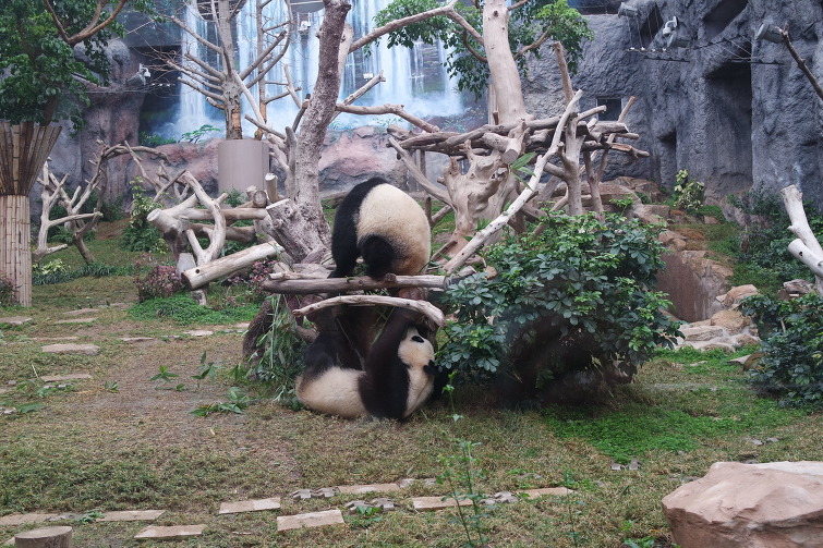 [마카오 Macao 澳门 여행] Giant Panda Pavilion 자이언트 판다 파빌리온