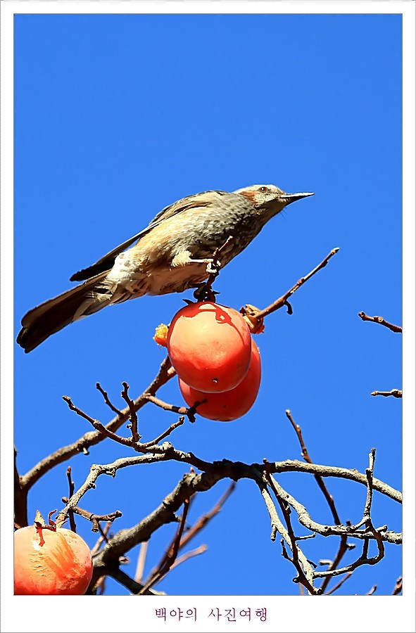 감나무 홍시에 맛드린 박새와 직박구리