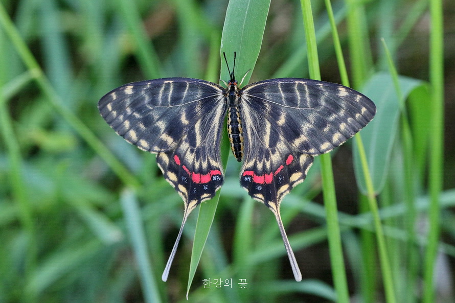 꼬리명주나비