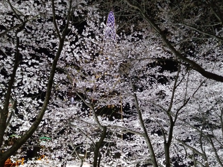 석촌 벗꽃 축제