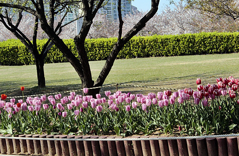 ♣♬ 김해시 연지공원 돌아보기[20190404]♪♣