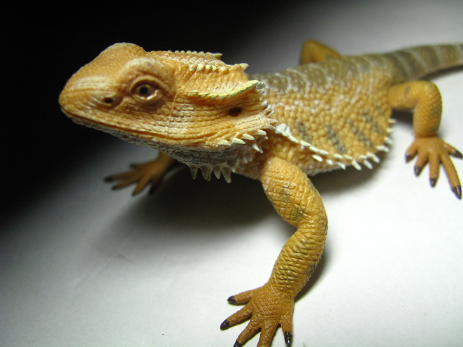 bearded dragon plush toy